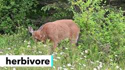 Woodland Habitat Instructional Video