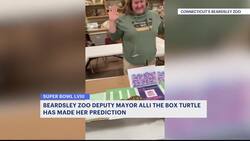 Beardsley Zoo’s deputy mayor, Alli the box turtle, sets predictions for Super Bowl winner News Clip
