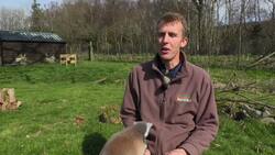 Lemoga: yoga with lemurs News Clip