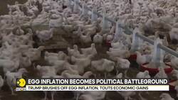 Egg inflation becomes political battleground in US News Clip