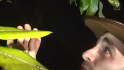 Wild Chameleons in Florida?! Instructional Video
