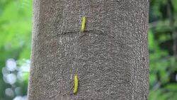 yellow worm on brown big tree Stock Footage