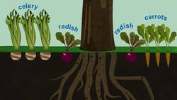 Plant Parts Instructional Video