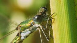 Dragonfly Lestes dryas. Stock Footage