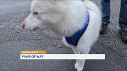 Paws & Pals: Animals up for adoption at Paws of War on July 16 Instructional Video