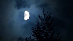 Moon with pines at nigh Stock Footage