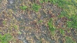 Drone aerials of destroyed Amazonian rainforest after forest fires News Clip