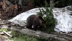 Grizzly Bear Stock Footage