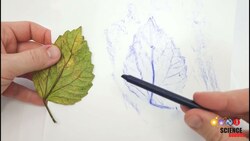 Crayon Leaf Rubbing Instructional Video