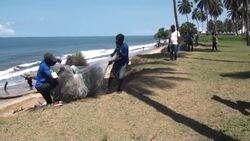 CLEAN : Cameroon volunteers make whale sculpture out of plastic bottles to raise awareness about pollution News Clip