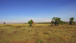 giraffes eating tree leaves in savanna at africa Stock Footage