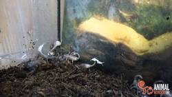 Scorpling Food Fight Instructional Video