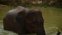 Coronavirus Impact on Domesticated Elephants in Thailand News Clip