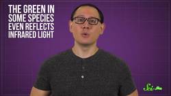 These Frogs Hide Thanks to Transparent Skin Instructional Video