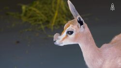 The plight of Speke's gazelle, Facing extinction Instructional Video