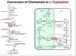 Amino Acid Biosynthesis | Biosynthesis of Tryptophan Instructional Video