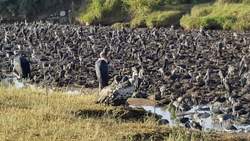 TED: How we're saving one of Earth's last wild places | Steve Boyes Instructional Video