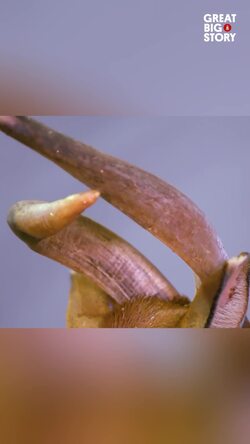 The eastern bongo, a critically endangered beauty Instructional Video