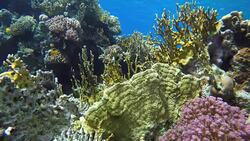 Colorful corals and fish. Tropical fish. Underwater life in the ocean. Stock Footage