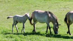 These Asian Wild Horses Are Slowly Breaking Out of Extinction Instructional Video
