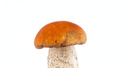 Macro shooting of upper part of forest foxy red cap mushroom. Slowly rotating on the turntable isolated on the white background. Close-up. Stock Footage