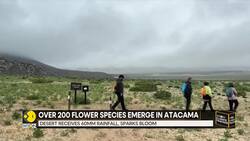 Heavy Rains Trigger Desert Flower Explosion | Rare Bloom Transforms Atacama Desert News Clip