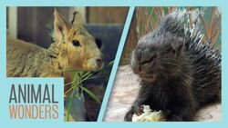 We Had To Separate Two Of Our Animals Instructional Video