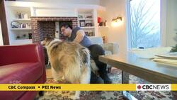 Residents of Johnstons River, P.E.I., concerned about 'dangerous' dogs at large News Clip