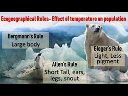 Ecogeographical Rules Instructional Video