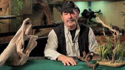 5 Cool Facts about Red-Eyed Tree Frogs Instructional Video