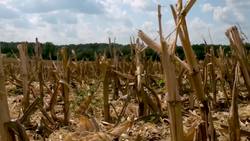 USDA-ARS Scientists Study Carbon Sequestration Instructional Video