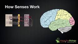 029 A General Overview of How Senses Work Instructional Video