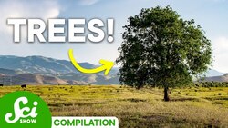 The Incredible World of Trees | SciShow Tree Compilation Instructional Video