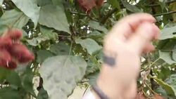 Indigenous tribe turns to tourism to keep traditions alive Instructional Video