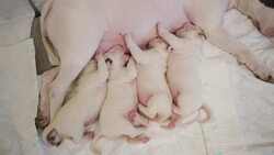 The Traits That Spawned the Age of Mammals Instructional Video