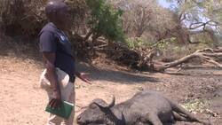 Severe drought killing elephants, other wildlife Instructional Video