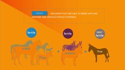 What Is A Species? Instructional Video