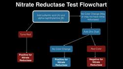 Microbiology: Nitrate Reductase Test Instructional Video