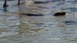 Beaver eating surrounded by pink flamingos in 4k Stock Footage