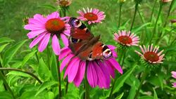 Big black butterfly Monarch Stock Footage