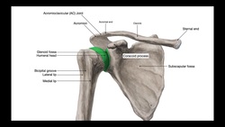 What Stabilizes the Glenohumeral Joint? [Part 1] Instructional Video