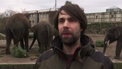 Berlin zoo animals feast on organic Xmas trees News Clip