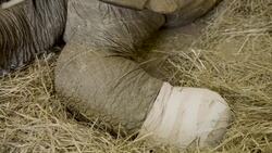 Meet Al, the Oldest Member of the Binder Park Zoo! Instructional Video