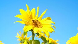 Sunflower rocking in the wind with a bee foraging on the bright yellow flower. Stock Footage