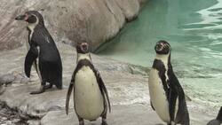 London Zoo ready to reopen with social distancing measures News Clip
