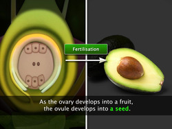 The Seed Instructional Video