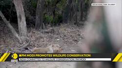 Indian PM Modi spots Asiatic lions on safari ride in Gujarat News Clip