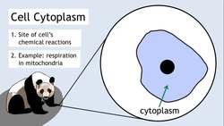 BIOLOGY - Cells - Introduction to Cells Instructional Video
