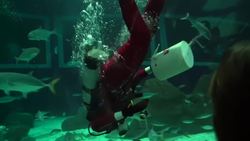 Scuba diving Santa feeds sharks at Rio aquarium Instructional Video