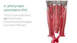 Hauptarterien von Kopf und Hals Instructional Video